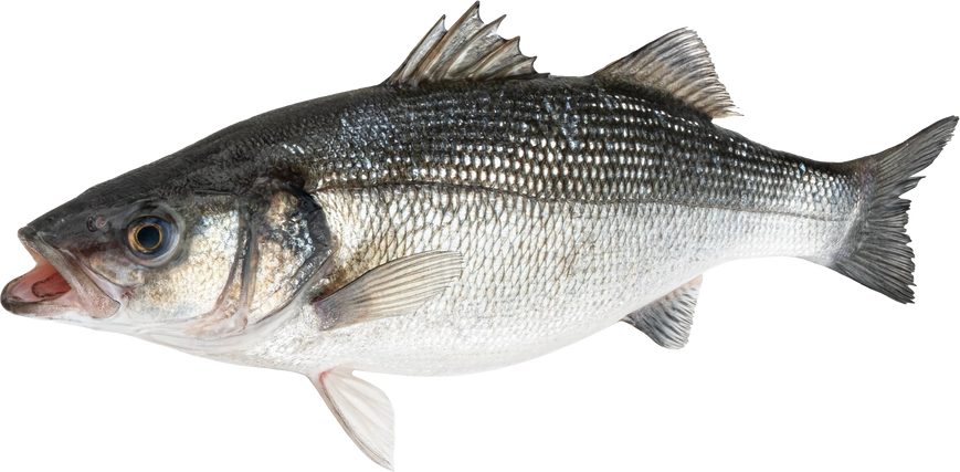 Sea bass fish