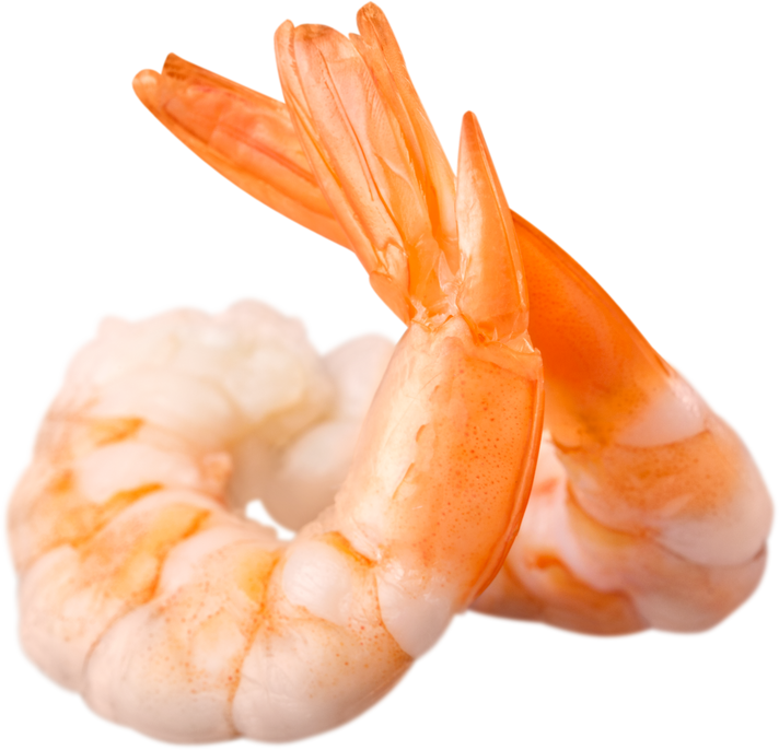 Shrimp